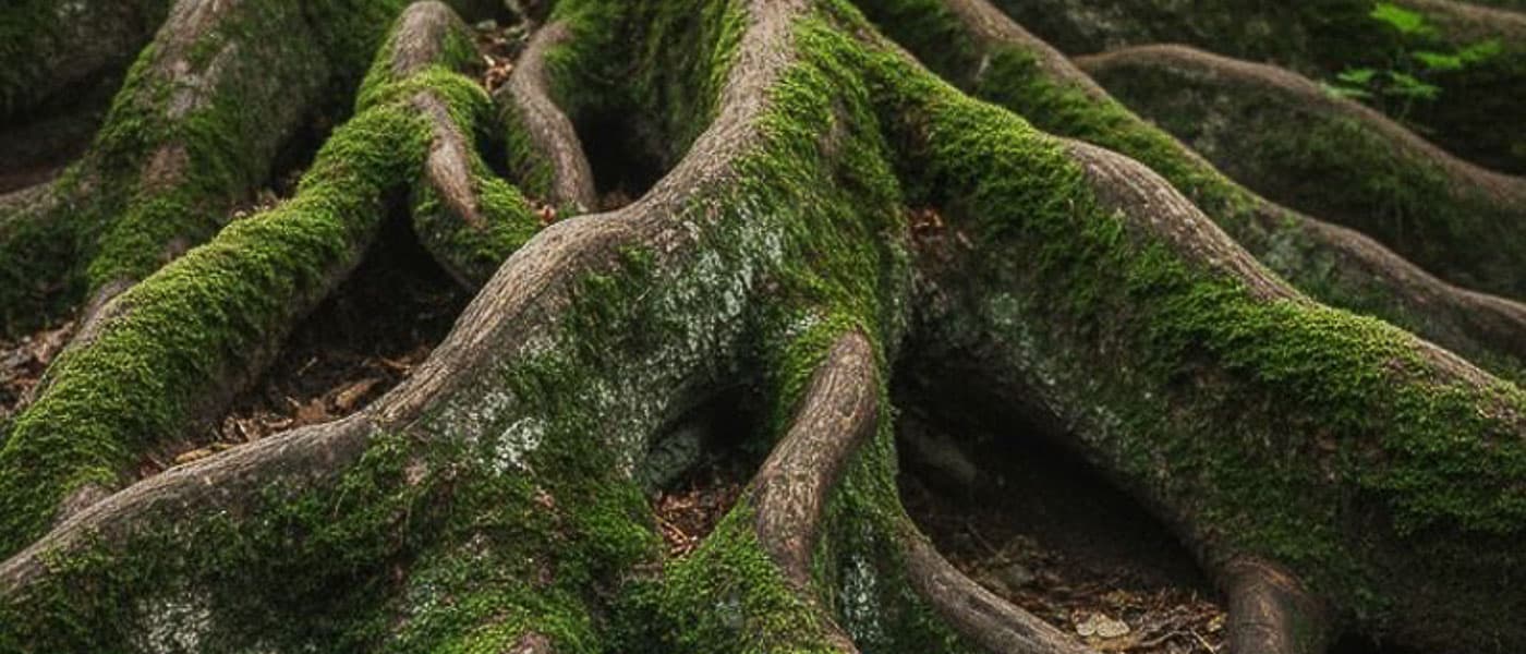 Boomwortels in het bos