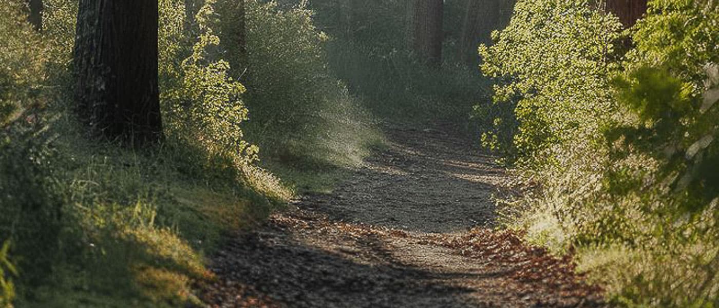 Coaching in het bos